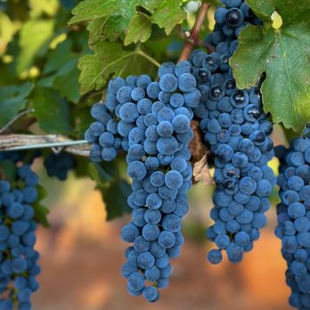 Callaghan Vineyards - Harvest at Callaghan Vineyards 2023 - Wineries Near Me - Elgin, Arizona