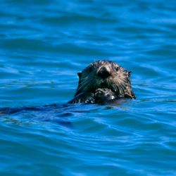 Emerald Island Adventures - Sea Otters are abundant on the west coast of Prince of Wales Island. It is one of the best places to see sea otters.