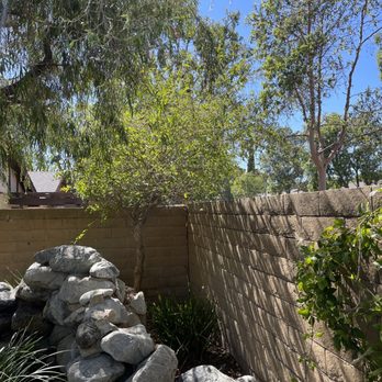 Wilmer’s Tree Service - Patio area. Tree had grown over fence into the neighbors year. - Tree Services Near Me Wilmer’s Tree Service - Patio area. Tree had grown over fence into the neighbors year. - Tree Services Near Me