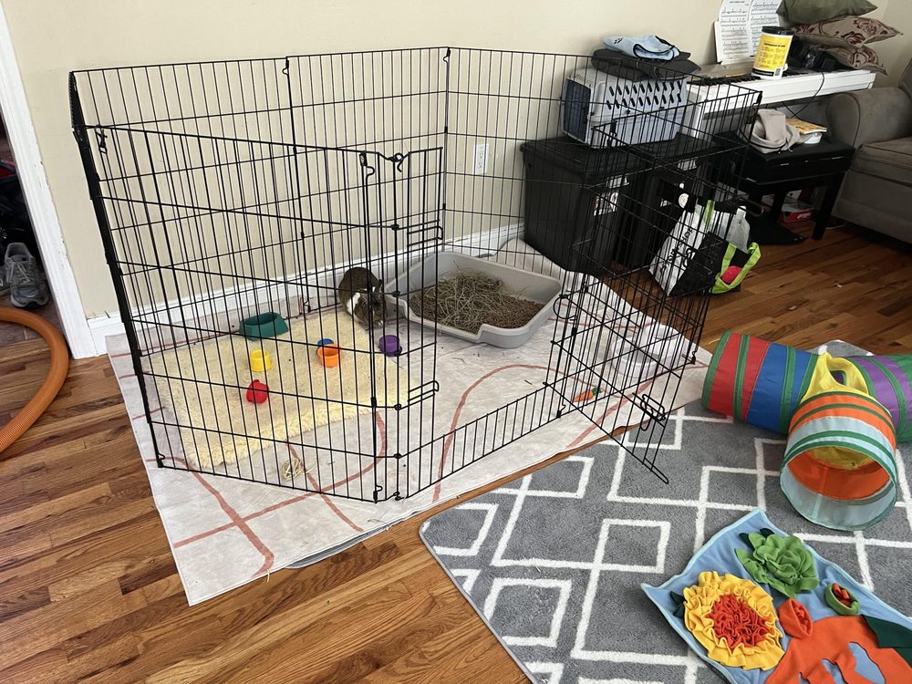 Shelby's Pet Sitting Service - pet boarding facility in North Aurora, IL