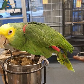 Birds Plus - Bird Shops Near Me - Valley Glen, California Birds Plus - Bird Shops Near Me - Valley Glen, California