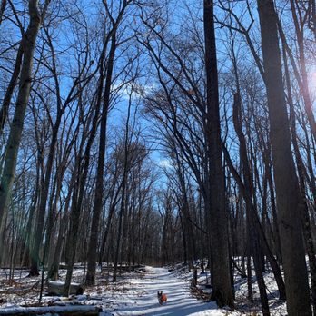 Waterloo Recreation Area - My dog at Waterloo Recreation Area! - Parks Near Me - Chelsea, Michigan