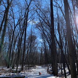 Waterloo Recreation Area - My dog at Waterloo Recreation Area!