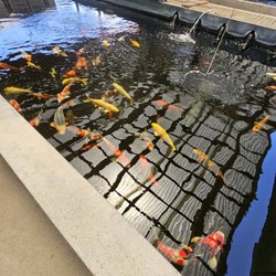 Koi Outlet