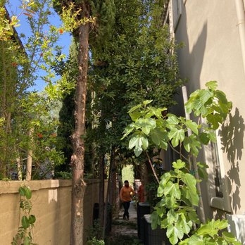 Freddy's Tree Service - Work in progress - Tree Services Near Me - Anaheim, California Freddy's Tree Service - Work in progress - Tree Services Near Me - Anaheim, California