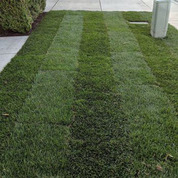 SoCal Sprinkler Solutions - New sod - Irrigation Near Me