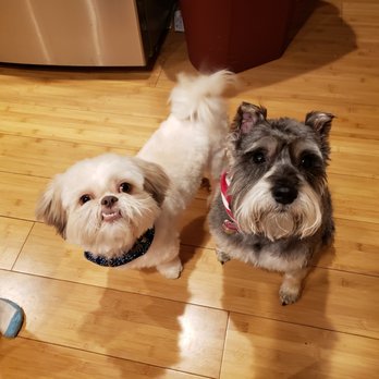 All About Paws DMV - Pet Training Near Me - Falls Church, Virginia All About Paws DMV - Pet Training Near Me - Falls Church, Virginia