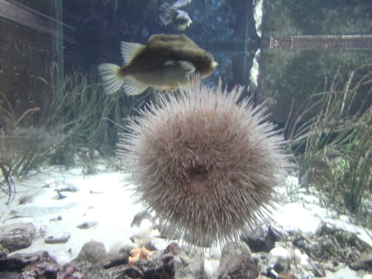 Aquarium GEOMAR by null