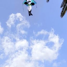 Panda Kite $32