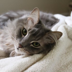 Blue Ridge Veterinary Clinic Veterinarians 106 Clubhouse Dr
