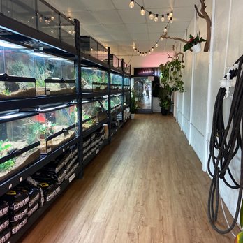 The Serpentarium - Their aisles are so aesthetically pleasing. Love the natural plants and lights. - Reptile Shops Near Me - Richardson, Texas The Serpentarium - Their aisles are so aesthetically pleasing. Love the natural plants and lights. - Reptile Shops Near Me - Richardson, Texas