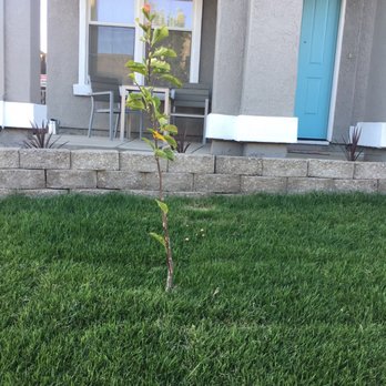 Jose The Lawnmowerman - Needs stake. Tree tilted to left - Landscaping Near Me Jose The Lawnmowerman - Needs stake. Tree tilted to left - Landscaping Near Me