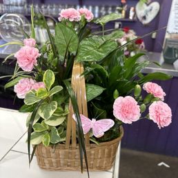 Plant Plant