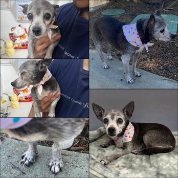 Aroma Pets Grooming - Pet Groomers Near Me - San Dimas, California