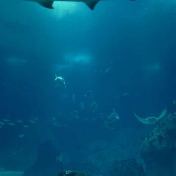 Oceanário de Lisboa - Aquariums Near Me - Lisbon, 11 Oceanário de Lisboa - Aquariums Near Me - Lisbon, 11