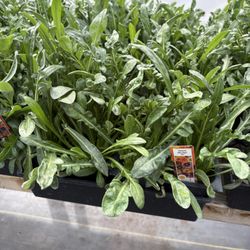 Atkins Growers Greenhouse