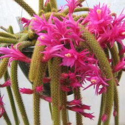 Chaparral Cactus & Succulents - Rat tail cactus