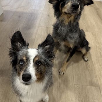 Dog Supplies Outlet - Bentley and Bella after their baths and treats! - Pet Stores Near Me - Las Vegas, Nevada Dog Supplies Outlet - Bentley and Bella after their baths and treats! - Pet Stores Near Me - Las Vegas, Nevada