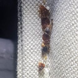 Vision Management & Maintenance - All the images you're going to view are either bed bugs or roaches some pictures are graphic.