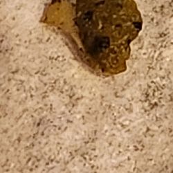 Arby's - This was inside the wrapper of the crispy fish sandwich. It looks like a booger. It was also smooshy like a booger.