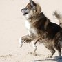 Photo of Furtography By Di Kulka