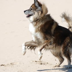 Furtography By Di Kulka - Brilliant action shot!