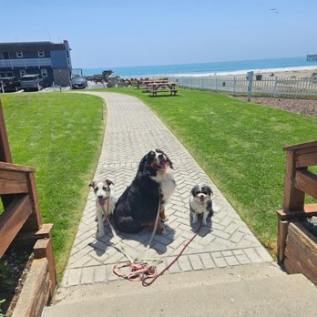 Ace Dog Training Services - Pet Training Near Me Ace Dog Training Services - Pet Training Near Me