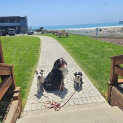 Ace Dog Training Services