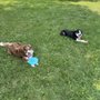 Photo of Clara's Canine Care