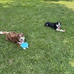 Clara's Canine Care