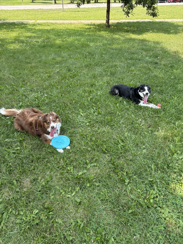 Clara's Canine Care - pet boarding facility in Chicago, IL