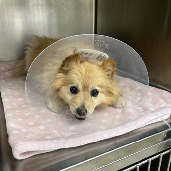 Grace Animal Hospital - Nene hospitalized - Veterinarians Near Me - Downey, California Grace Animal Hospital - Nene hospitalized - Veterinarians Near Me - Downey, California