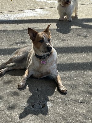 DoGone Fun Resort by null