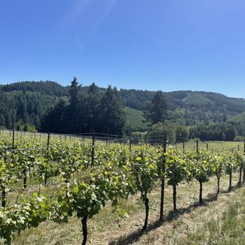 High Pass Winery - rows of vines in a vineyard - Wine Tasting Room Near Me - Junction City, Oregon