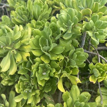 Ka'ena Point Trail Hike - More beautiful plants - Hiking Near Me - Waialua, Hawaii Ka'ena Point Trail Hike - More beautiful plants - Hiking Near Me - Waialua, Hawaii