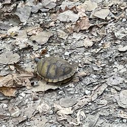 Creve Coeur Lake - Turtle on the trail