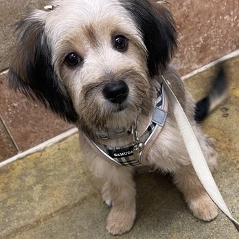 PetSmart - Who's that girl??? First grooming done! Elly's work is stellar! - Pet Training Near Me - Fairfax, Virginia