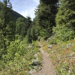 Cedar Creek Falls - Wildflowers blooming