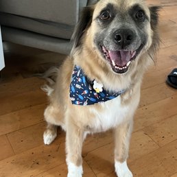 Clean pup!