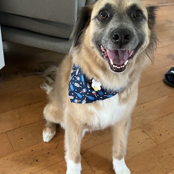 Barks NV Salon & Spa - Clean pup! - Pet Groomers Near Me - Sparks, Nevada