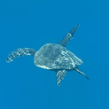 Aqua Adventure - Snorkeling Near Me - Wailuku, Hawaii Aqua Adventure - Snorkeling Near Me - Wailuku, Hawaii