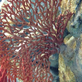 Melbourne Aquarium - Some more plastic corals. - Zoos Near Me - Melbourne, VIC