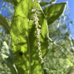 Herbal Goddess Healing - Herb gathering!!