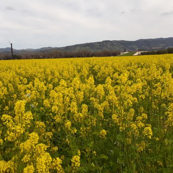 Napa Valley Welcome Sign - March 2021.  Tall wildflowers.  Located in the Napa Valley between the two Welcome signs (if you are lucky, and they are in bloom). - Landmarks & Historical Buildings Near Me - Napa, California