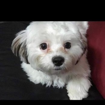 Pet Fair - Shorkie - Pet Stores Near Me - Spring, Texas