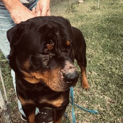 Hi Tower Boarding & Grooming Kennels - Steel's injuries to his nose, eye and face After!!!!