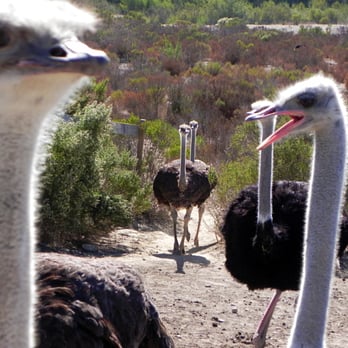 Ostrichland USA - They're coming! - Attraction Farms Near Me - Solvang, California