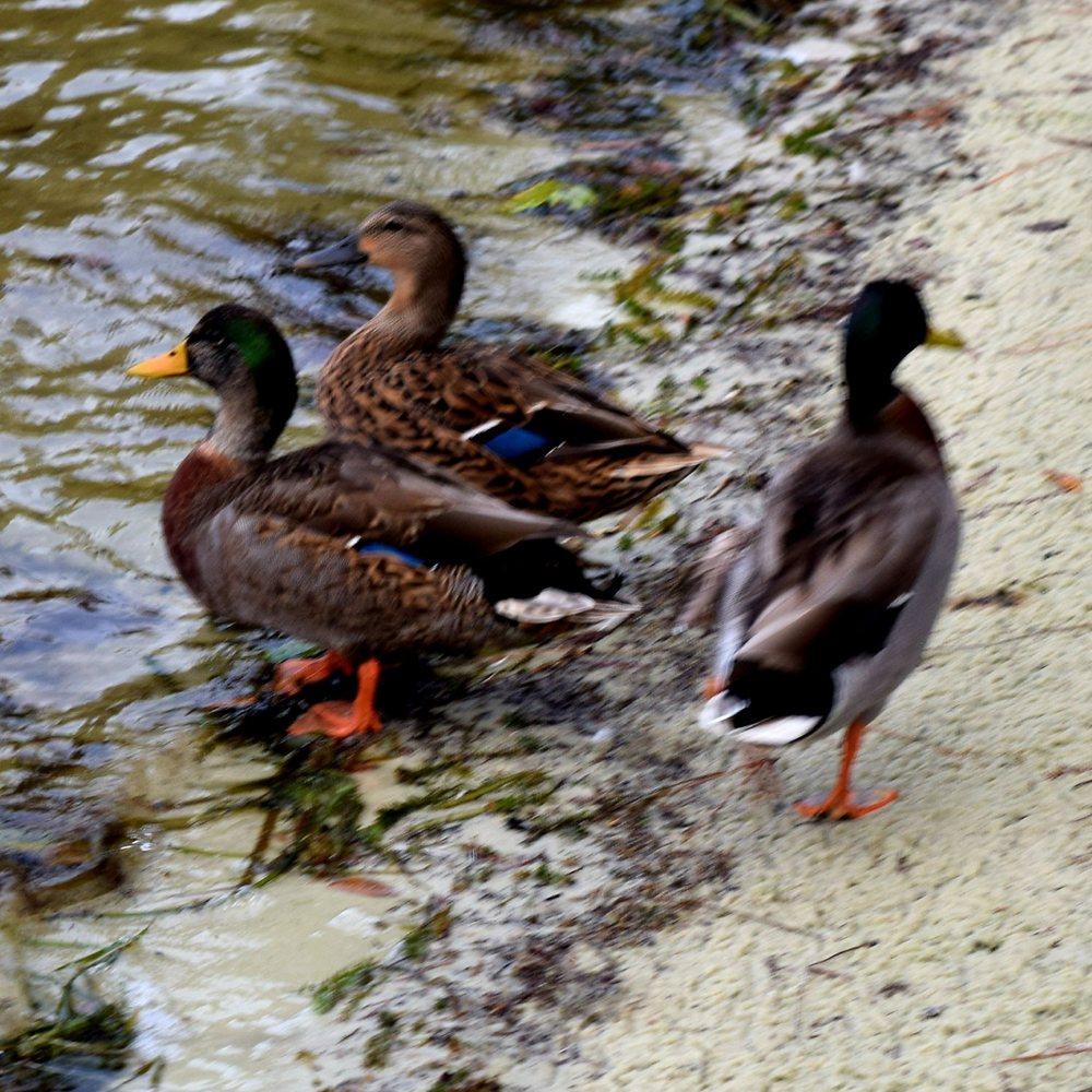 Grand Beach Resort - Ducks at the lake - Resorts Near Me - Orlando, Florida