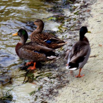 Grand Beach Resort - Ducks at the lake - Resorts Near Me - Orlando, Florida Grand Beach Resort - Ducks at the lake - Resorts Near Me - Orlando, Florida