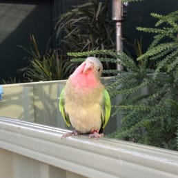 Get super close to parrots in the koala area! Get super close to parrots in the koala area!